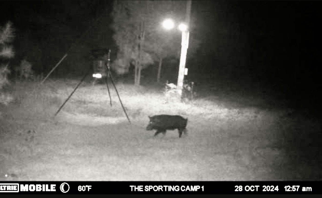 Latest trail camera photograph from The Sporting Camp
